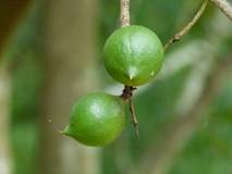 มะคาเดเมีย, macadamia